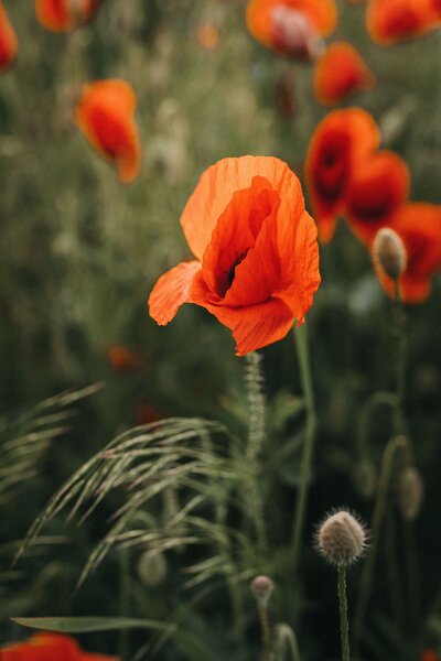 pexels-monica-turlui-8218378