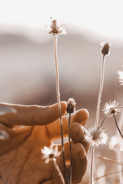 dandelion