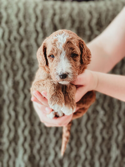Brown Collar Male 3 Weeks-6