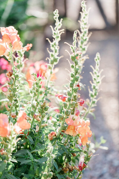 Bush of bright ink flowers in the sun