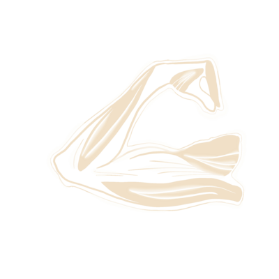 tan illustration showing a flexed arm and the muscle bands of the arm