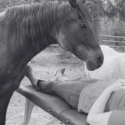healing power of horses