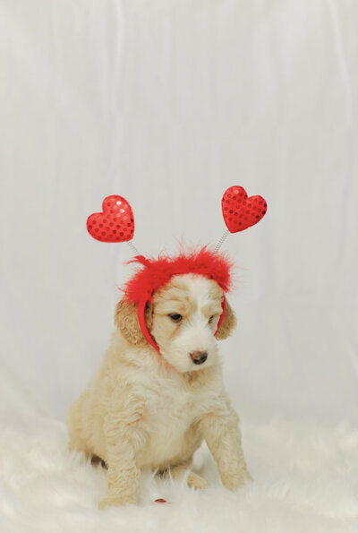 gold bernedoodle puppy for sale