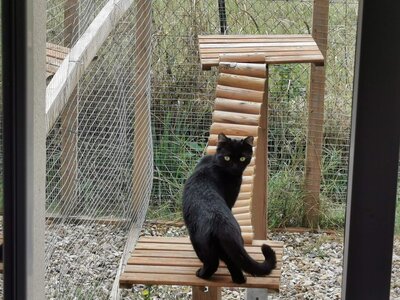 Chat sur un arbre à chat dans son jardinet extérieur privatif