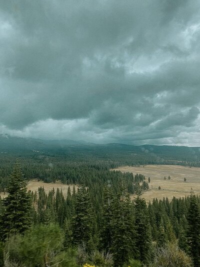 a meadow with pine trees in lake tahoe