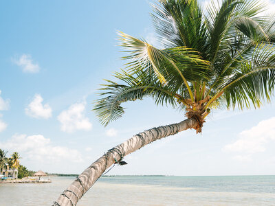 Palm tree by the beach