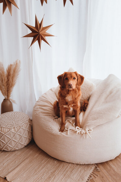 Toller in zetel met kerstdecor tijdens kerstfotoshoot. 