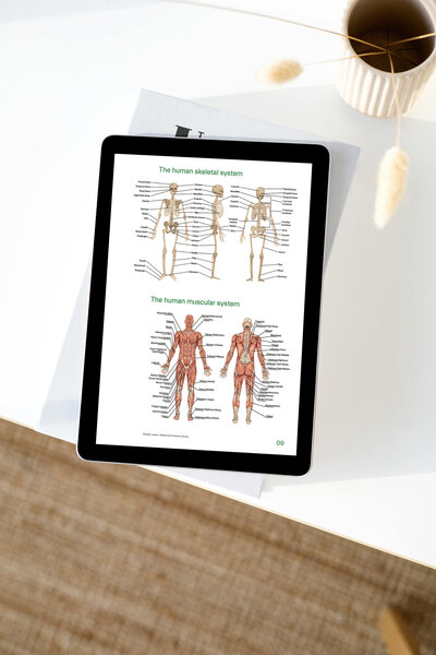 Tablet screen displaying a page from an anatomy course with detailed diagrams of the human skeletal and muscular systems, placed on a table beside a coffee cup and decorative dried plants.