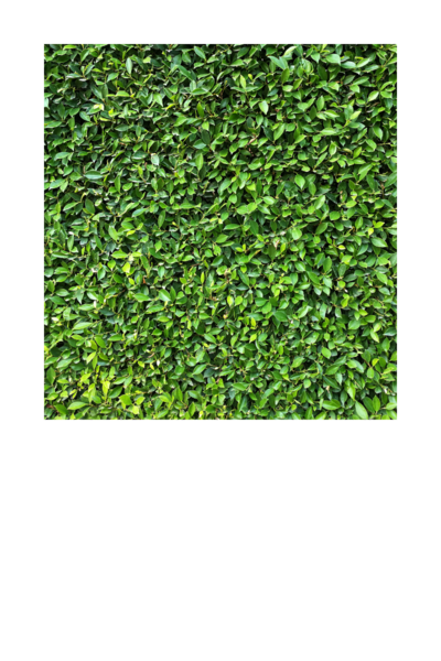 A grass hedge wall backdrop prop by Loononna, Orlando, FL