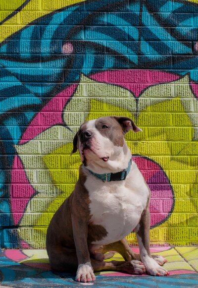 Portrait of a pit bull sitting in front of a wall mural along North Ave