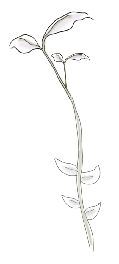 long flower
