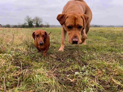 dog walker newton flotman
