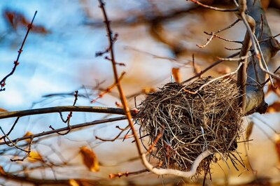an empty nest resting in a tree branch