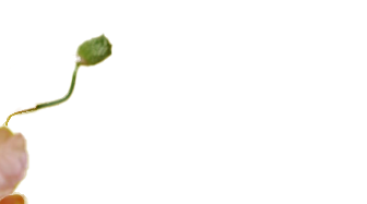 Flowers | Amphora Edu