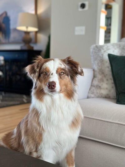 australian shepard looking at the camera