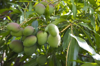 KENSINGTON PRIDE MANGO TREE Mangifera indica ‘Kensington Pride’