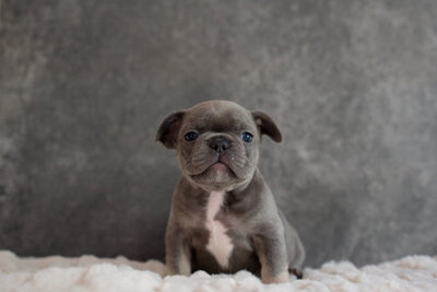 Blue Pied French Bulldog