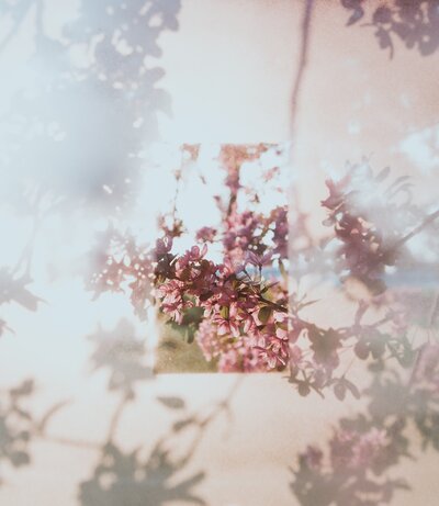 Cherry Blossoms in spring I Chaos & Calm