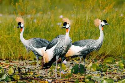 Gray crowned crane standing in wetlands