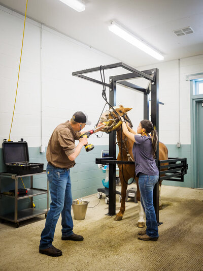 Teeth procedures in clinic by veterinarian and assistant