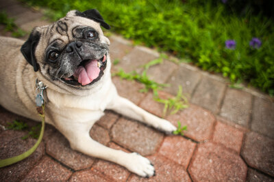 Portrait of a pug smiling in Ft Lauderdale