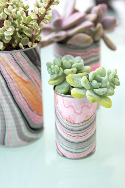 succulent in tin cans