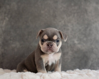 Available Fluffy Frenchie