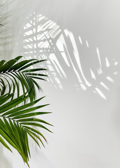 Stock image of a plant and shadow on a white wall