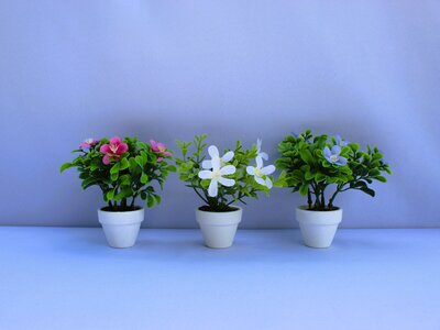 Flowering plant MICRO PREMADE (6)