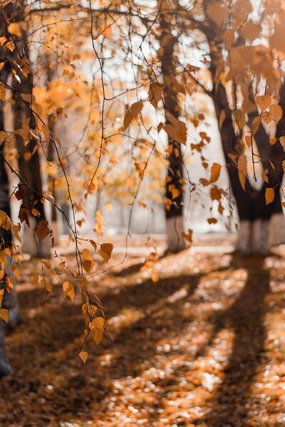 Destinee Designs Favorite Season is Fall