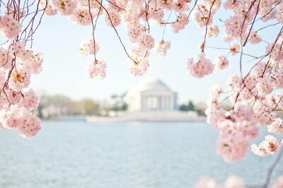 Photo of a Washington DC monument across the water with cherry blossoms in the foreground.