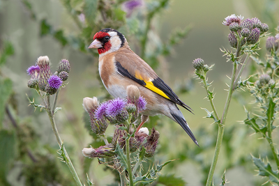 tuinadvies Arnhem ecologisch insecten vogels dieren biodiversiteit