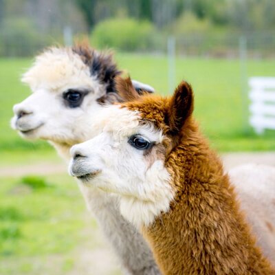 Nestled in the Blue Mountains, Alpine Ridge Alpacas is your destination for Alpacas and Llamas!