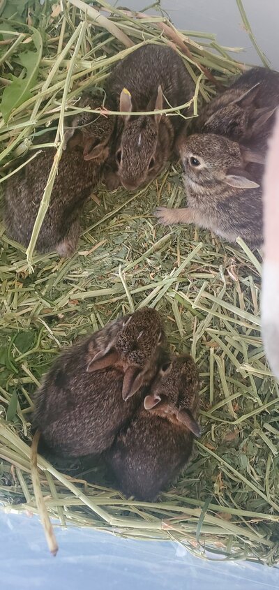 Rabbits in care at wildlife rescue