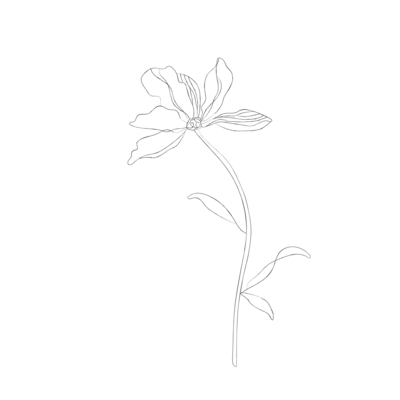 minimalist botanical line sketches - galerie design studio-03