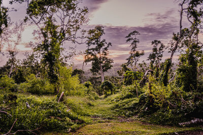 view from a kava farm