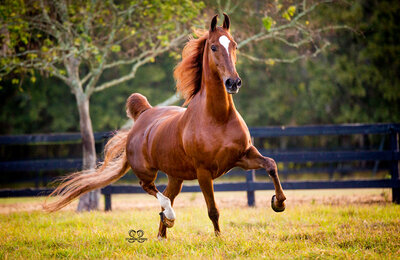 american saddlebred horse tampa Florida