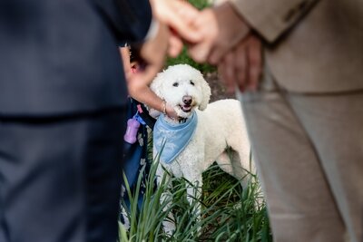 a dog looks on as his parents get married. 