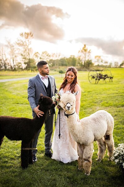 Bride and groom with alpacas in a field.
