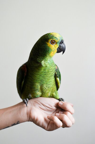 A hand gently holding a parrot, symbolizing the special bond between pets and their owners, honored through Nature's Way Pet Aquamation's compassionate care.