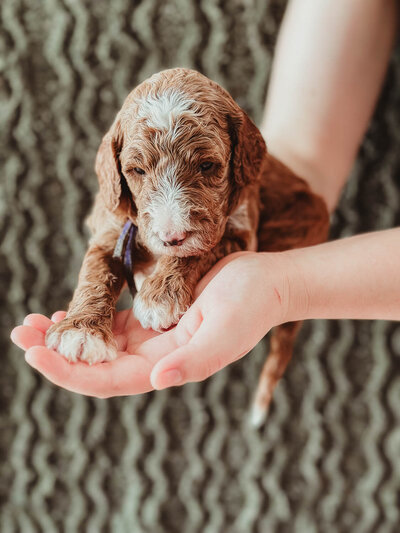 Purple Collar Male 3 Weeks-4