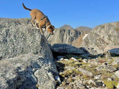 dog climbing rocks