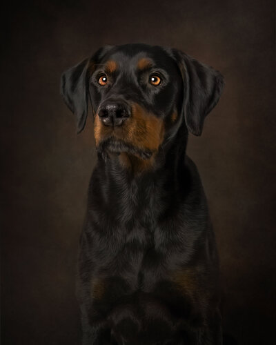 Capture the love and personality of your furry best friend with our award-winning fine art dog portrait services. Our mission is to create beautiful, timeless artwork that celebrates your pet’s unique charm. Don’t miss out—book your session today and let us create stunning memories you’ll cherish forever.