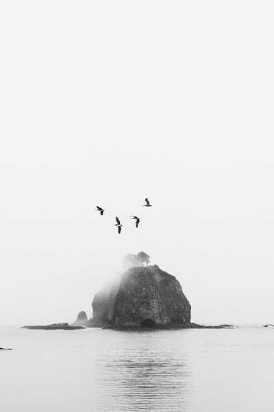 Birds-Over-The-Olympic-Peninsula-Kyle-Goldie-Gallerie-w