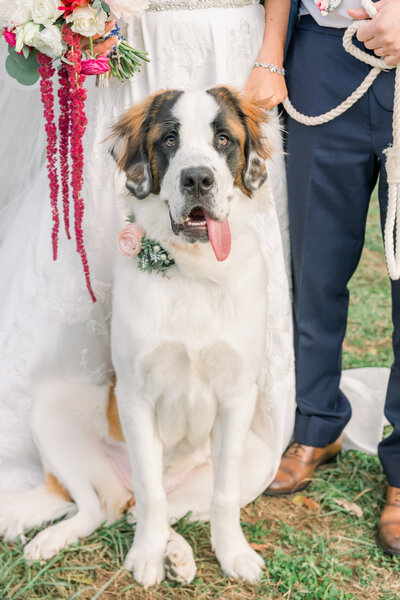 dog on wedding day clementine nashville wedding