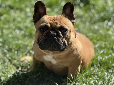 Red masked fawn breeding french bulldog laying in the grass from Beloved Frenchies