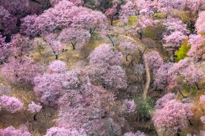 pink blossom trees from above
