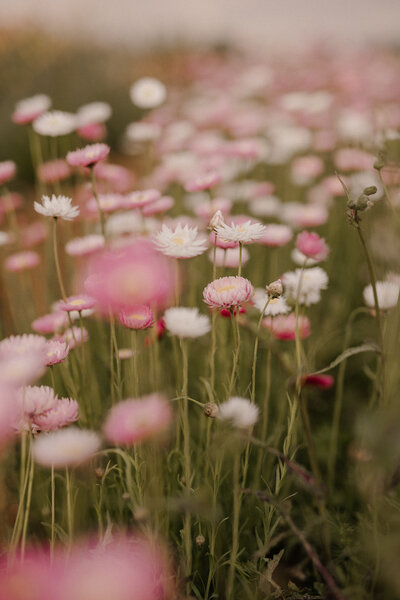 pink and white paper daisy