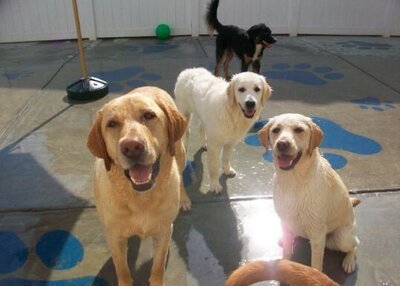 Golden dogs playing outside in dog day care Charlotte NC.