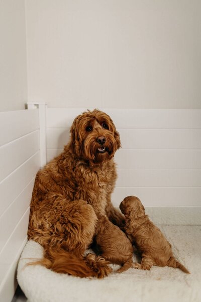 Cream Australian Labradoodle Breeders in Canada and British Columbia